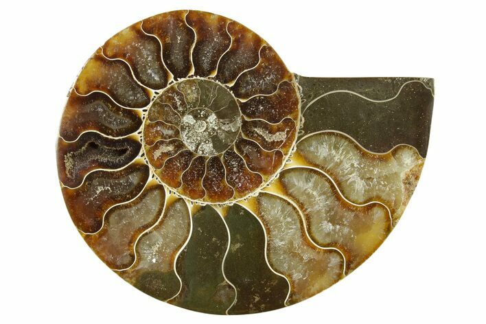 Cut & Polished Ammonite Fossil (Half) - Madagascar #377728